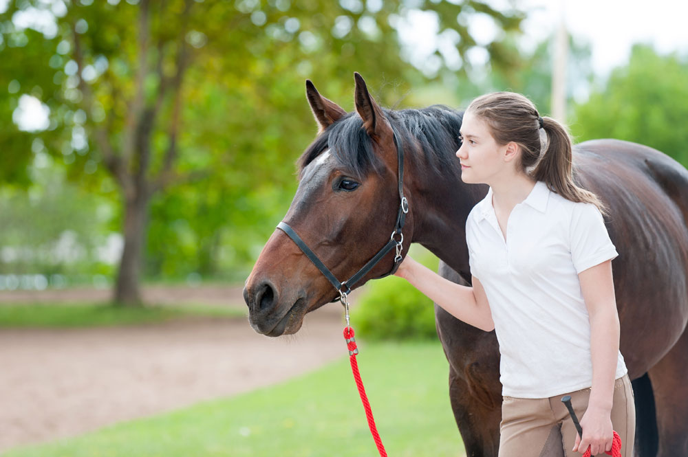 A young girl with a bay horse: equine adoption dos and don'ts