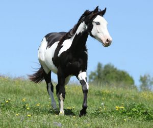 The American Paint Horse