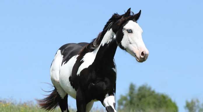 Black and white overo Paint Horse