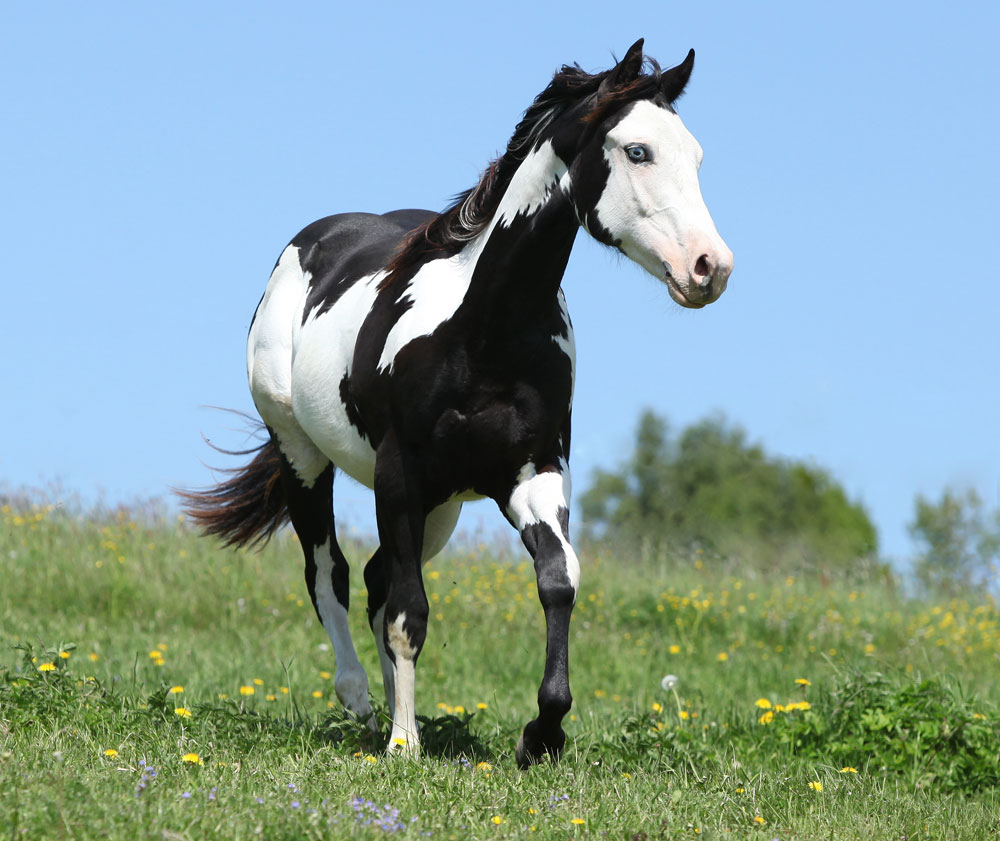 American Paint Horse Horse Illustrated Magazine