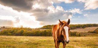 Chestnut foal in a field
