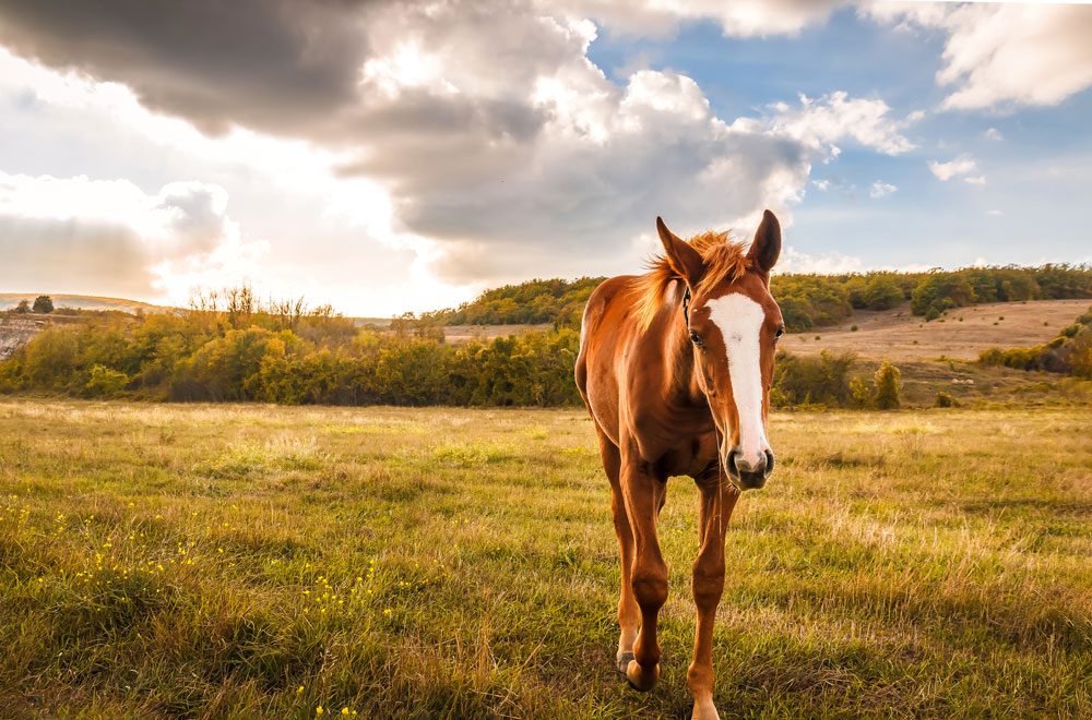 Chestnut foal in a field