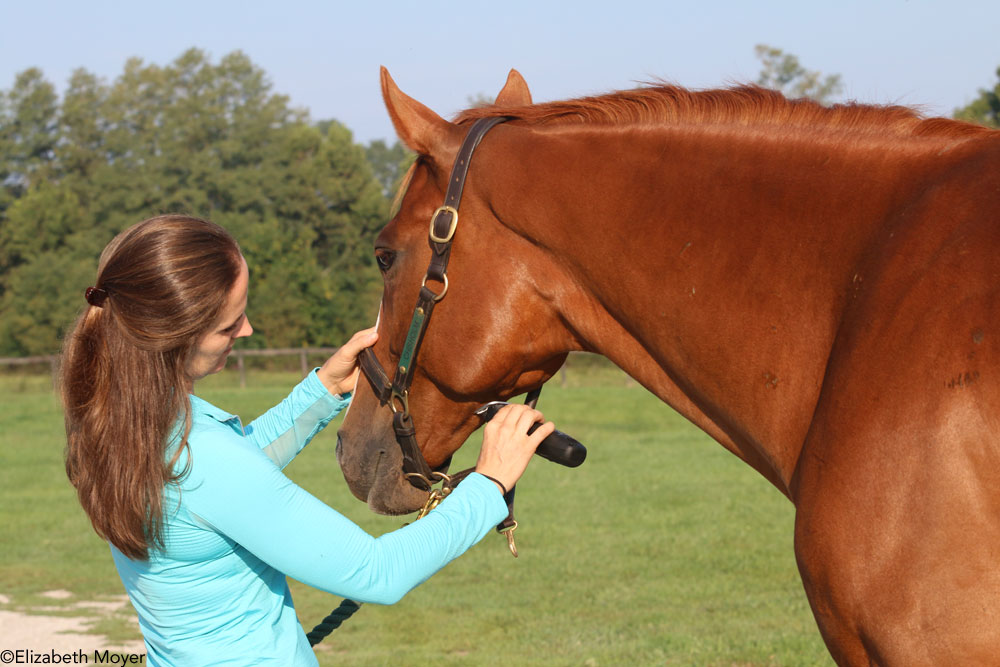 Clipping a horse's jaw