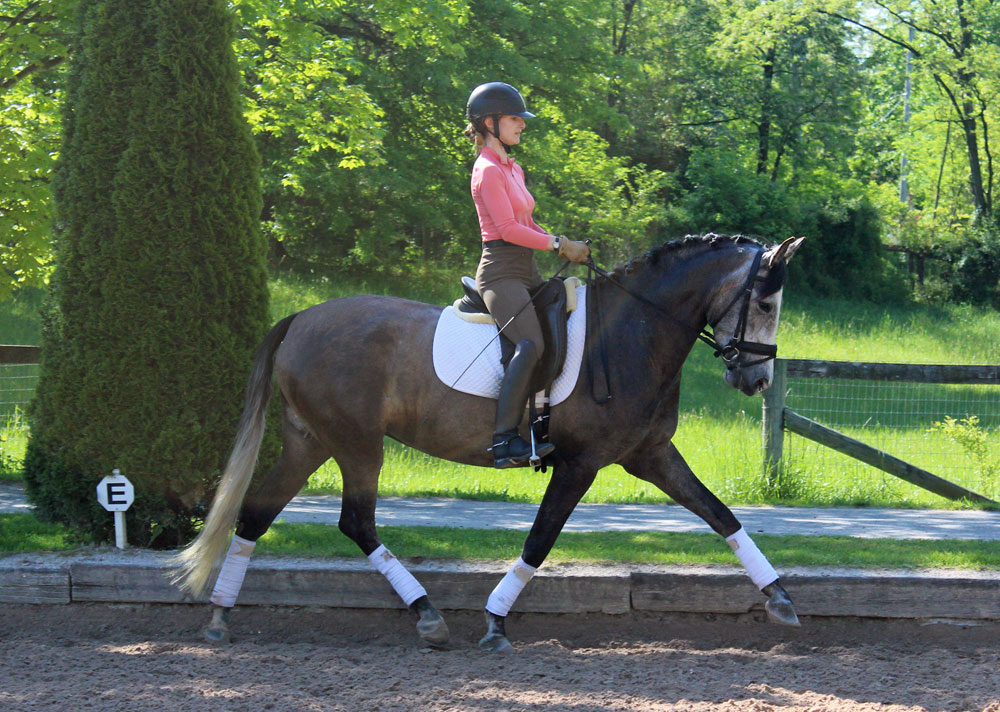 Dressage schooling