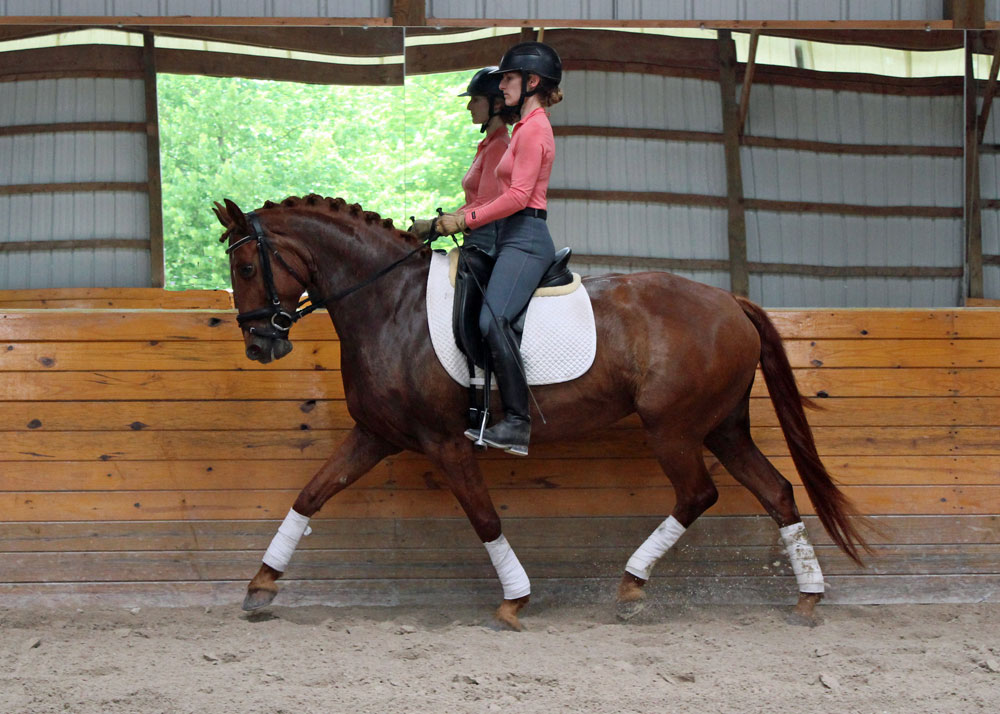 Schooling dressage