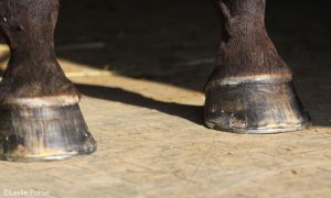 July 2018 SmartTip of the Month presented by SmartPak: Hoof Care