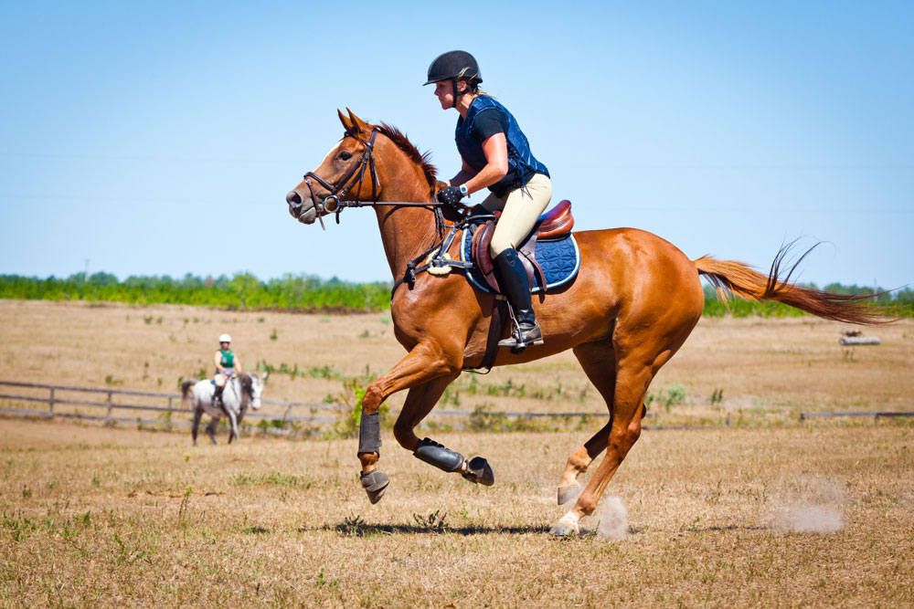 Galloping chestnut event horse: horse gi tract