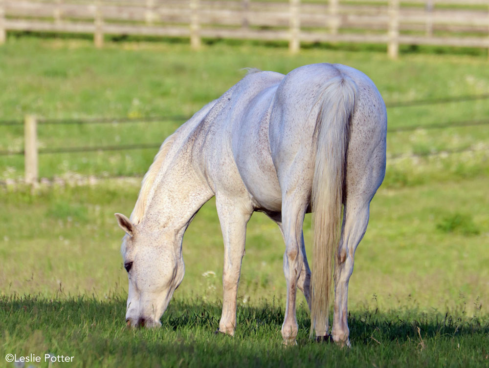 Gray pony grazing-horse nutrition program