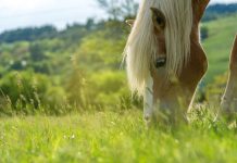 Closeup of a grazing horse