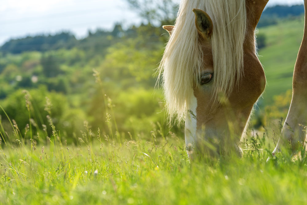 Closeup of a grazing horse: horse gi tract