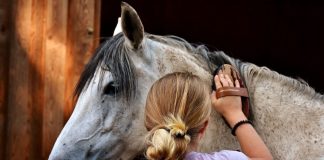 Grooming a horse