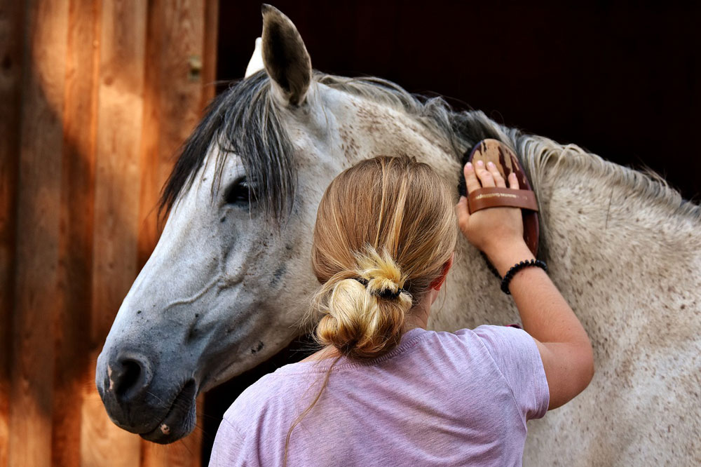 Grooming a horse- horse care routine