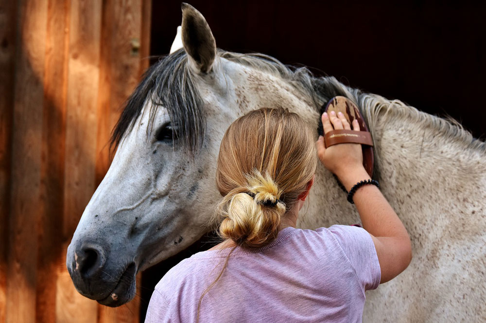 Grooming a horse