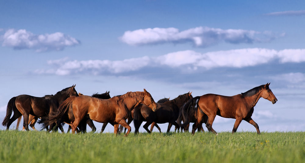 Herd of horses-horse deworming program