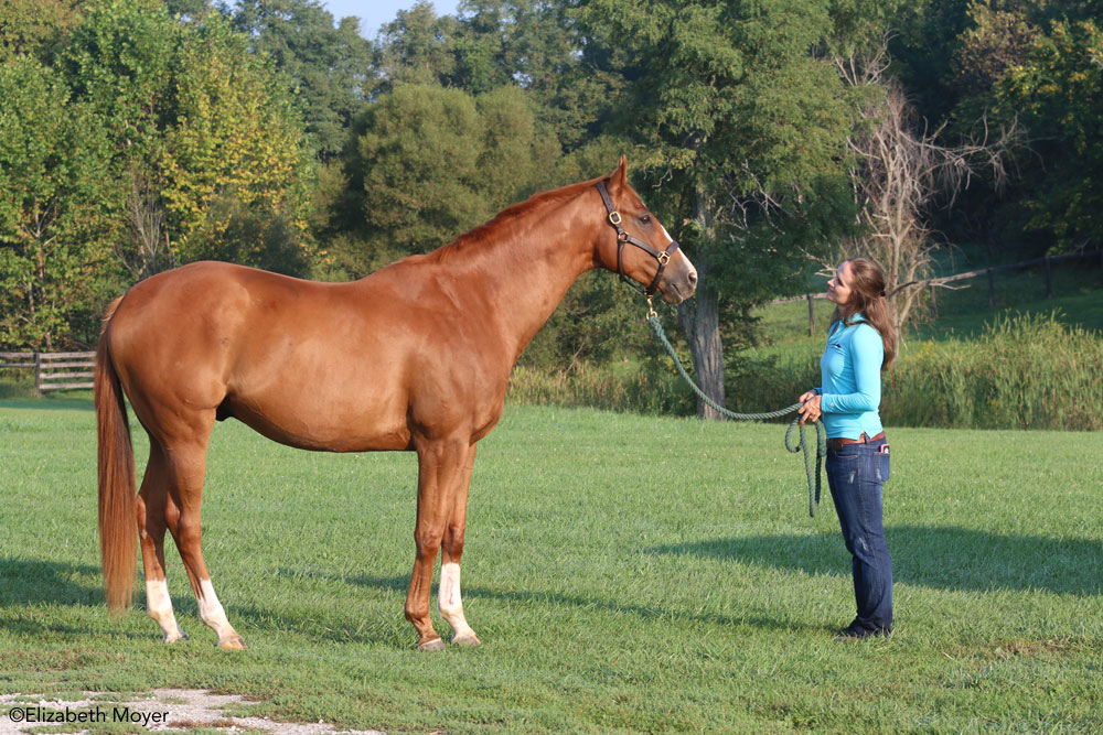 Well groomed chestnut horse