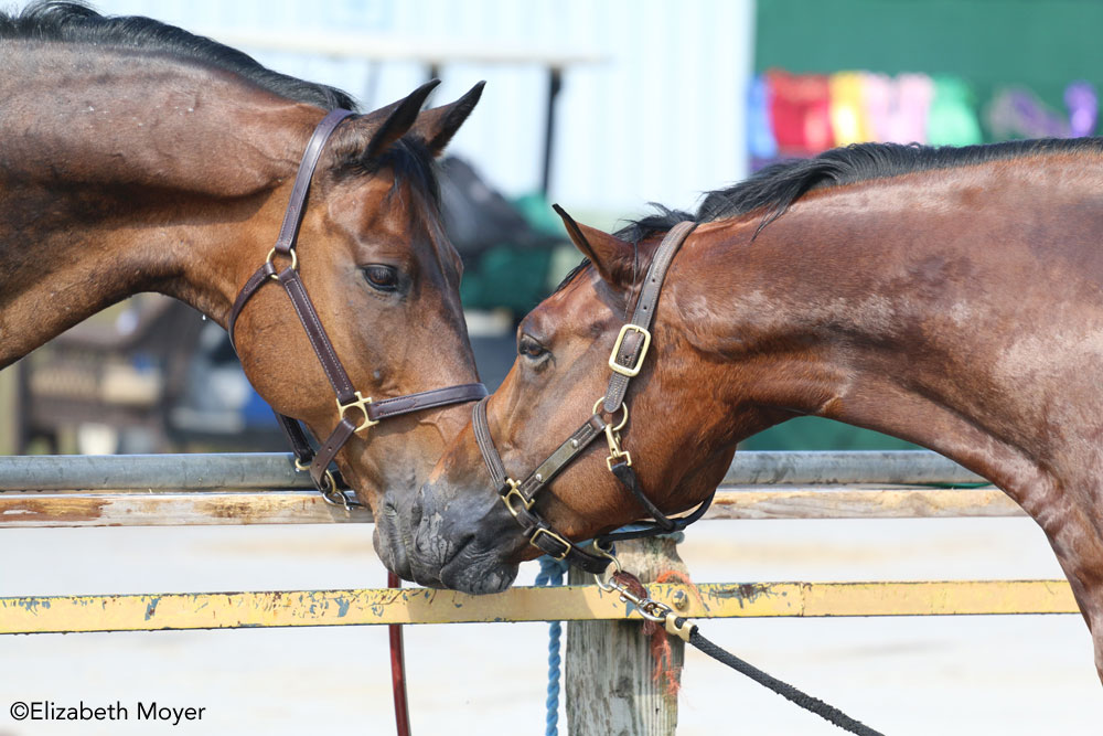 Two horses touching noses