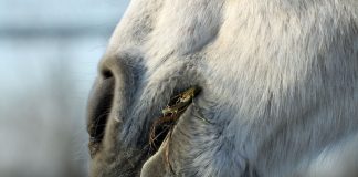 Closeup of horse eating hay