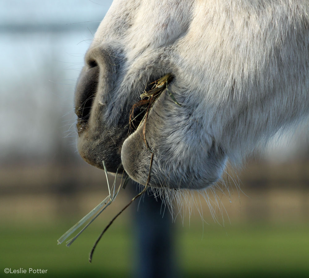 Closeup of horse eating hay