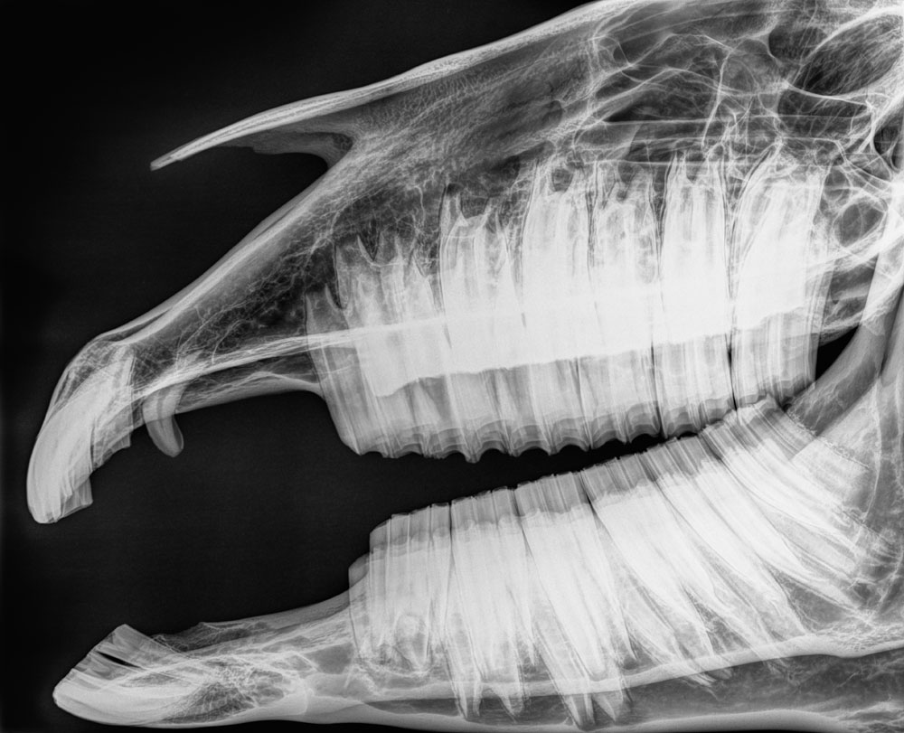 X-ray of a horse's jaws