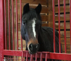 Barn Building: Stalls