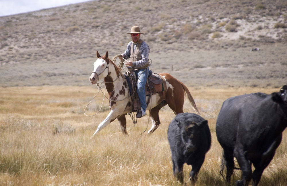 Os cavalos Paint se destacam em eventos de gado e outras disciplinas ocidentais. Foto: James Mattil / Shutterstock