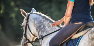 Rider patting a dapple gray horse
