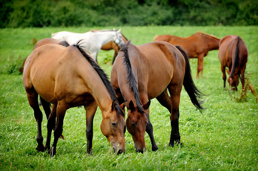 Two horses grazing together- horse deworming program