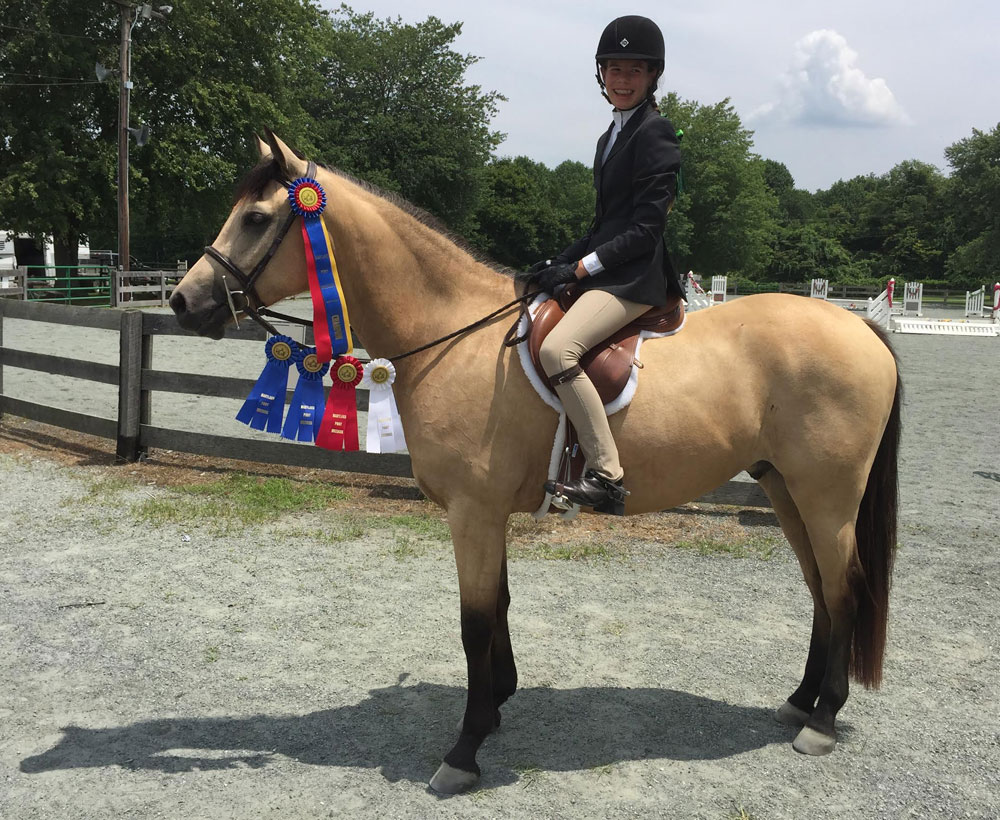 Half Welsh Pony at a horse show