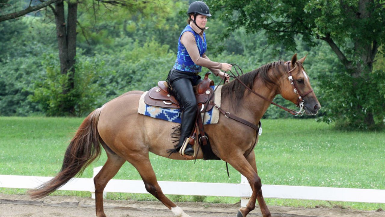 Stubborn Horse Wont Move