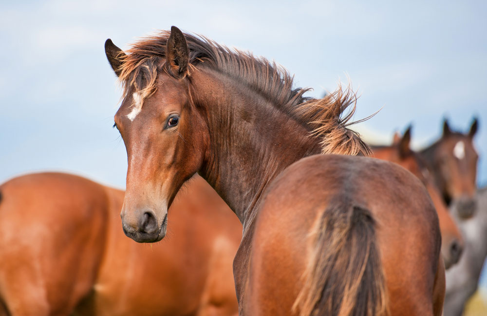 Young horse: Horse Vaccination Fact