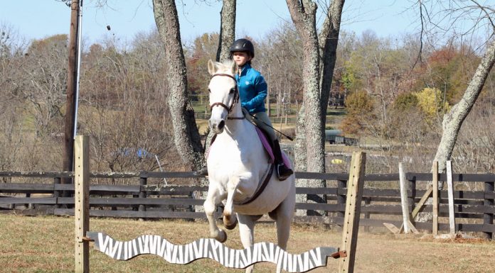 Horse jumping a striped jump