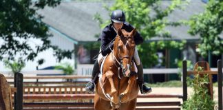 5 Reasons to Compete in Horse Shows Horse jumping in a hunter class at a horse show