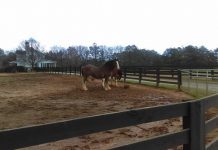 Classic City Clydesdales