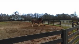 16-Year-Old Instrumental in Saving Clydesdales’ Lives