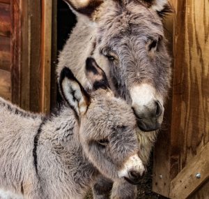 Vet Adventures: Itching for Results