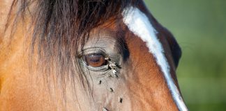 Flies around a horse's eye