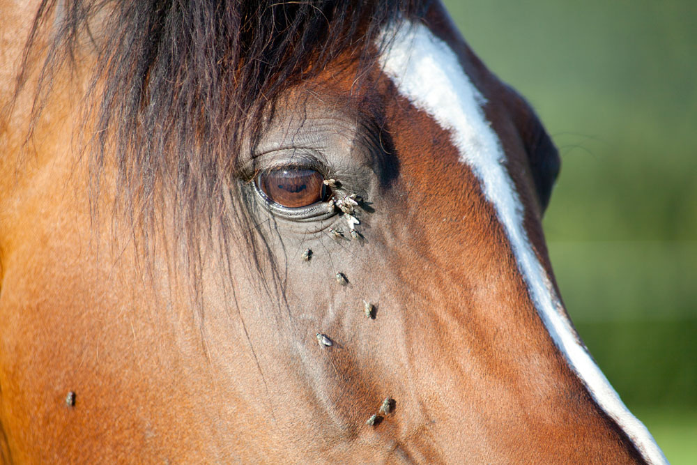 Flies around a horse's eye