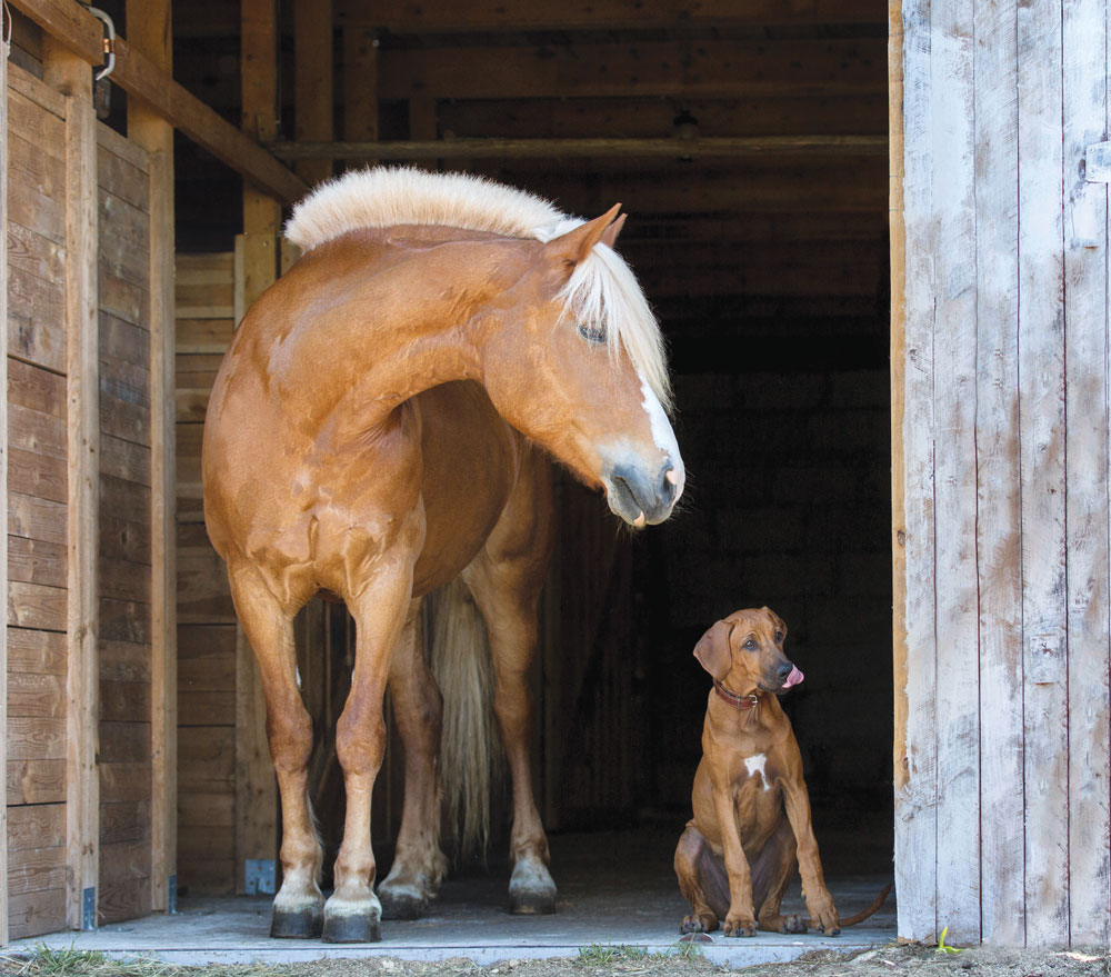 Horse and Dog; horse vet incorrect diagnosis