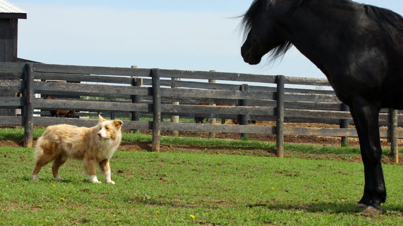 English Mastiff And Horse