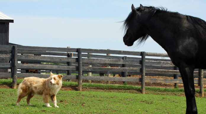 horse and dog in a pasture