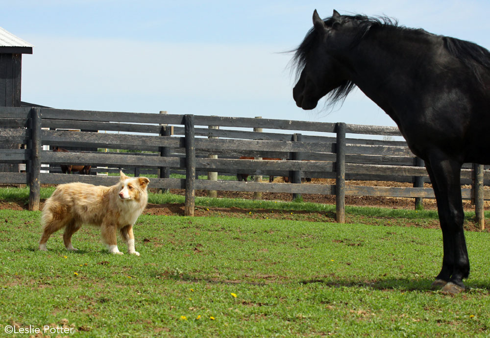 Horse and barn dog in a pasture