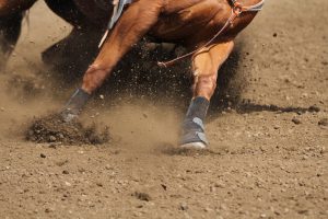 Causes of Equine Lameness: Tendon and Ligament Injury