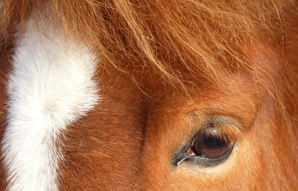 Closeup of a horse's eye