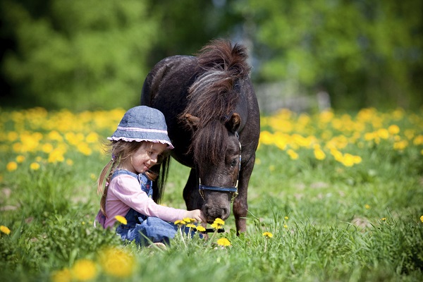 Mini horse with a young girl