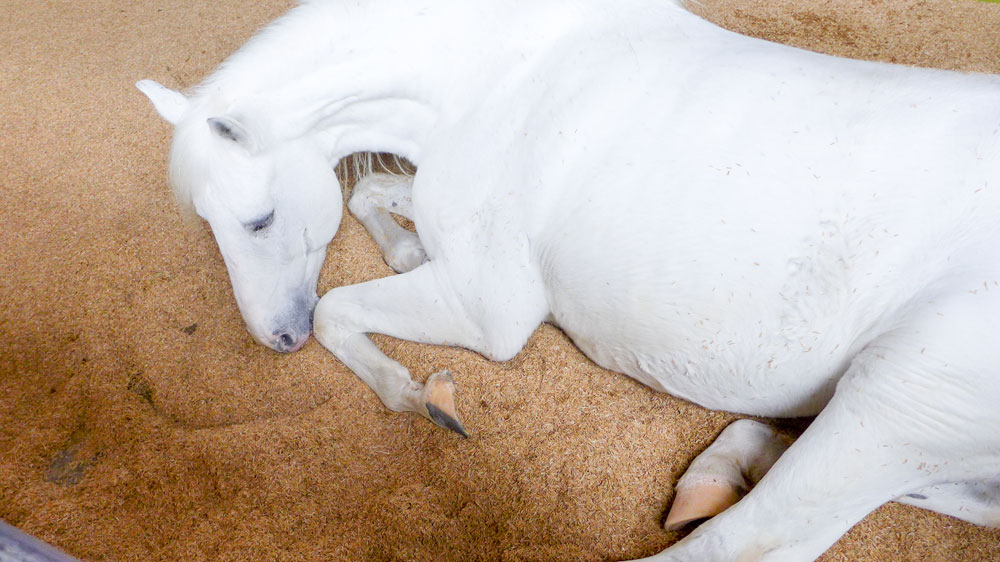 Horse lying down