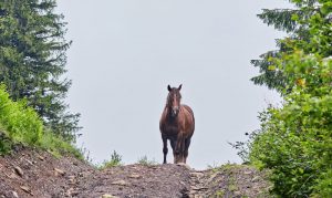 Vet Adventures: The Road Less Traveled