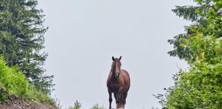 Vet Adventures: The Road Less Traveled horse on a dirt road