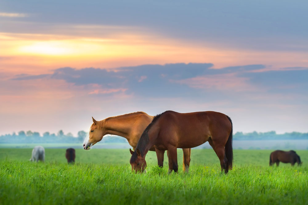 Horses grazing at sunset