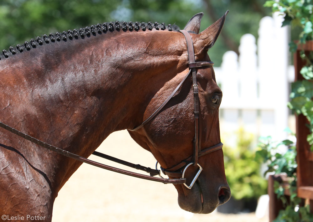 Closeup of a braided hunter show horse