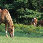 Horses in an overgrazed pasture